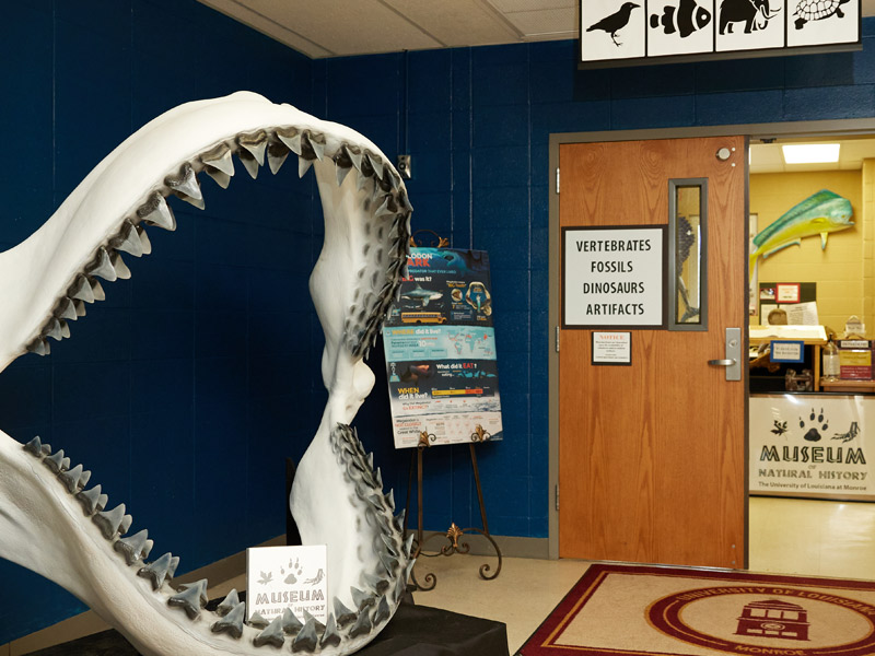 large shark jaws