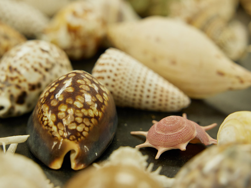 close up photo of shells