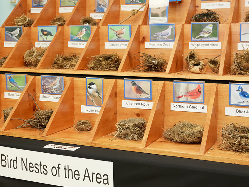 bird nests exhibit