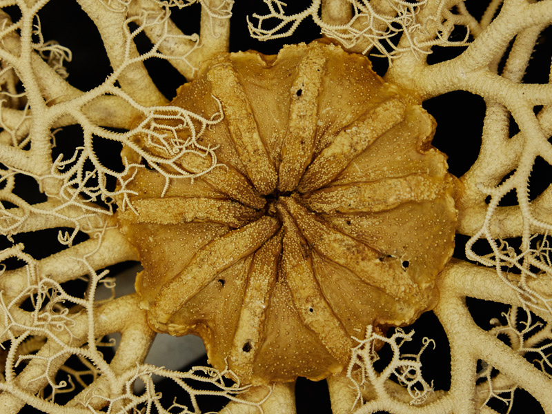 close-up of sea life
